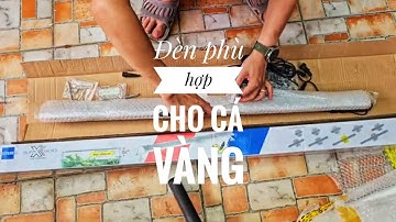 Fish 154: Đèn nào phù hợp cho cá vàng?