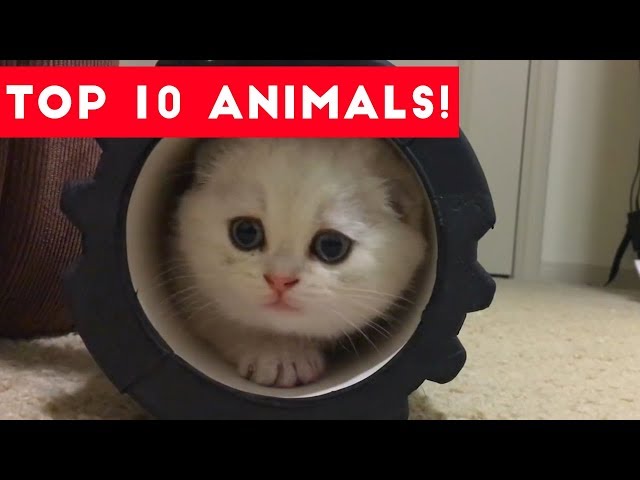 Top Ten Funny/Cute Pet Videos of August Part 4