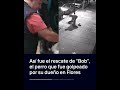 Así fue el rescate de &quot;Bob&quot;, el pero que fue golpeado por su dueño en Flores