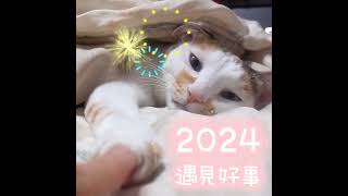 Happy new year🐱♥️  #cat #點點卡 #貓  #catlover #CatsOfTwitter #猫  #猫のいる暮らし