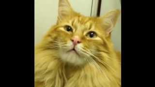 Mac the Cat (Cover of O2's 'Speed to Refresh' Advert)