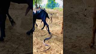 Big Cobra Snake Try For The Goat Milk
