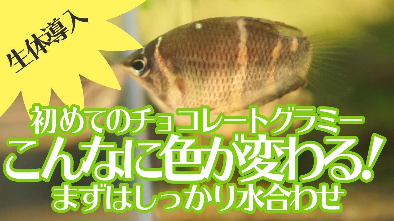 シックで可愛い熱帯魚チョコレートグラミー 水合わせ中の体色変化にビックリ Youtube