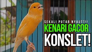 Dijamin LANGSUNG NYAUT!! Kenari Juara GACOR ngerol PANJANG AMPUH Atasi TERAPI kenari MALAS BUNYI !