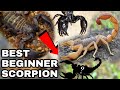 The Best Beginner Scorpion Species | Pet Scorpions