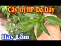 Cây trị HP Dạ Dày Hay Lắm. PHAN HẢI Channel