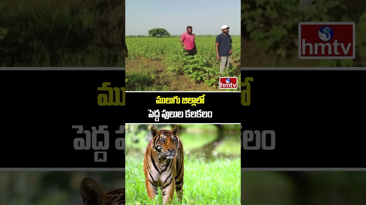 Mulugu District : ములుగు జిల్లాలో పెద్ద పులుల కలకలం  | hmtv