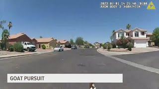 Famous Catching some 'baaad' guys: Police in Arizona help capture 2 escaped goats Profile