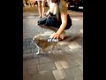 She Tried to Pet Him… Big Mistake 😅