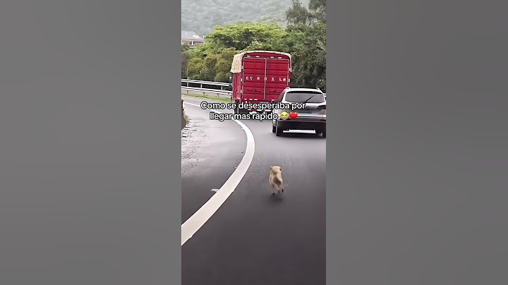 Perro Abandonado Persigue Desesperadamente a su Familia