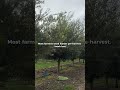 Why I taper irrigation before truffle harvest