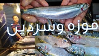 سمك موزه والسردينSardeena معشوقة الغلابة في حلقة سمك سوق الأنصاري