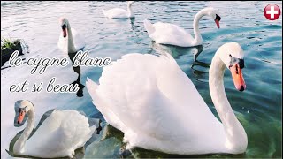 le cygne blanc est si beau by Animal group Eu 2,601 views 2 years ago 12 minutes, 2 seconds