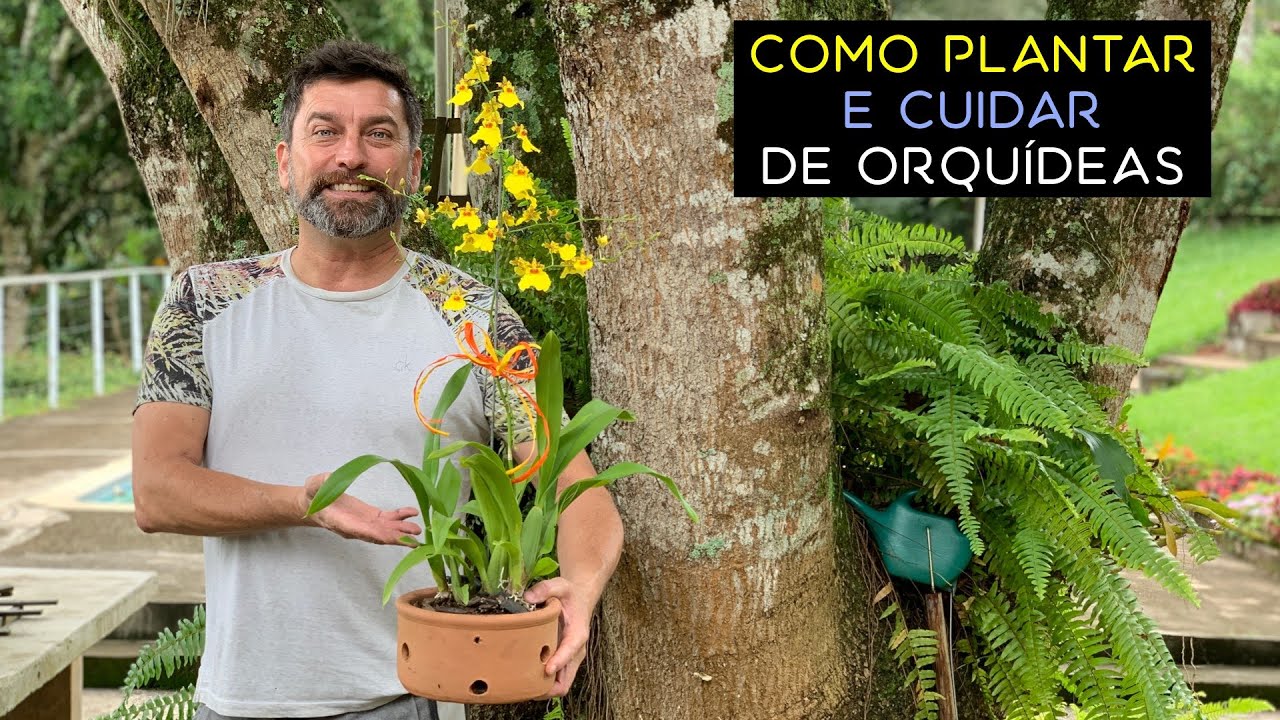 Como Plantar e Cuidar de Orquídeas - thptnganamst.edu.vn