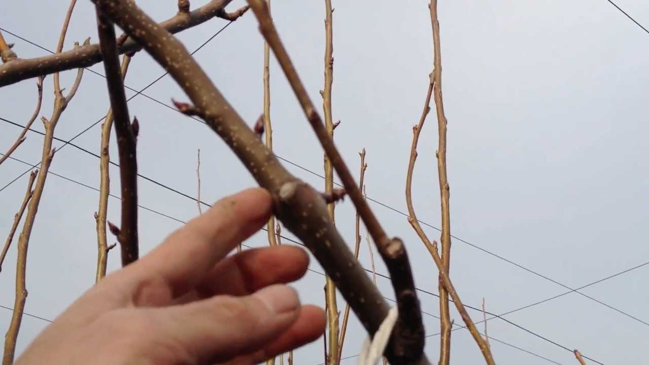 幸水なし剪定作業のご報告 むつみ石井梨園 Youtube