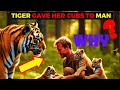 The Tigress Gave Her Cubs to This Man, Then He Did Something Unbelievable