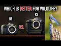 Canon r3 vs canon r5 for wildlife photography  comparison