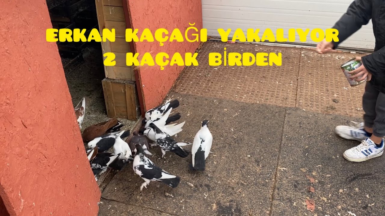 2 KAÇAK GÜVERCİN BİRDEN YAKALADIK