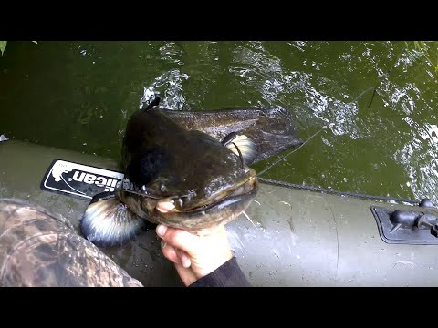 Видео: Ловля сома на живца и лягушек летом на малой реке. Самый простой способ ловли сома.