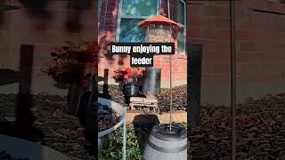 The Bunny Got A Chance To Enjoy The Feeder Alone.