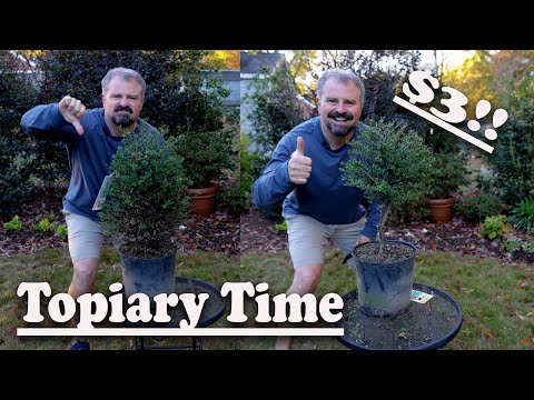 Video: How To Create A Topiary