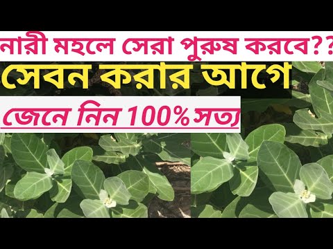 শ্বেত আকন্দের গুণাগুণ।।আকন্দ গাছের উপকারিতা/অপকারিতা।।Aak Ke Fayde Bangla#calotropis #herbalbd