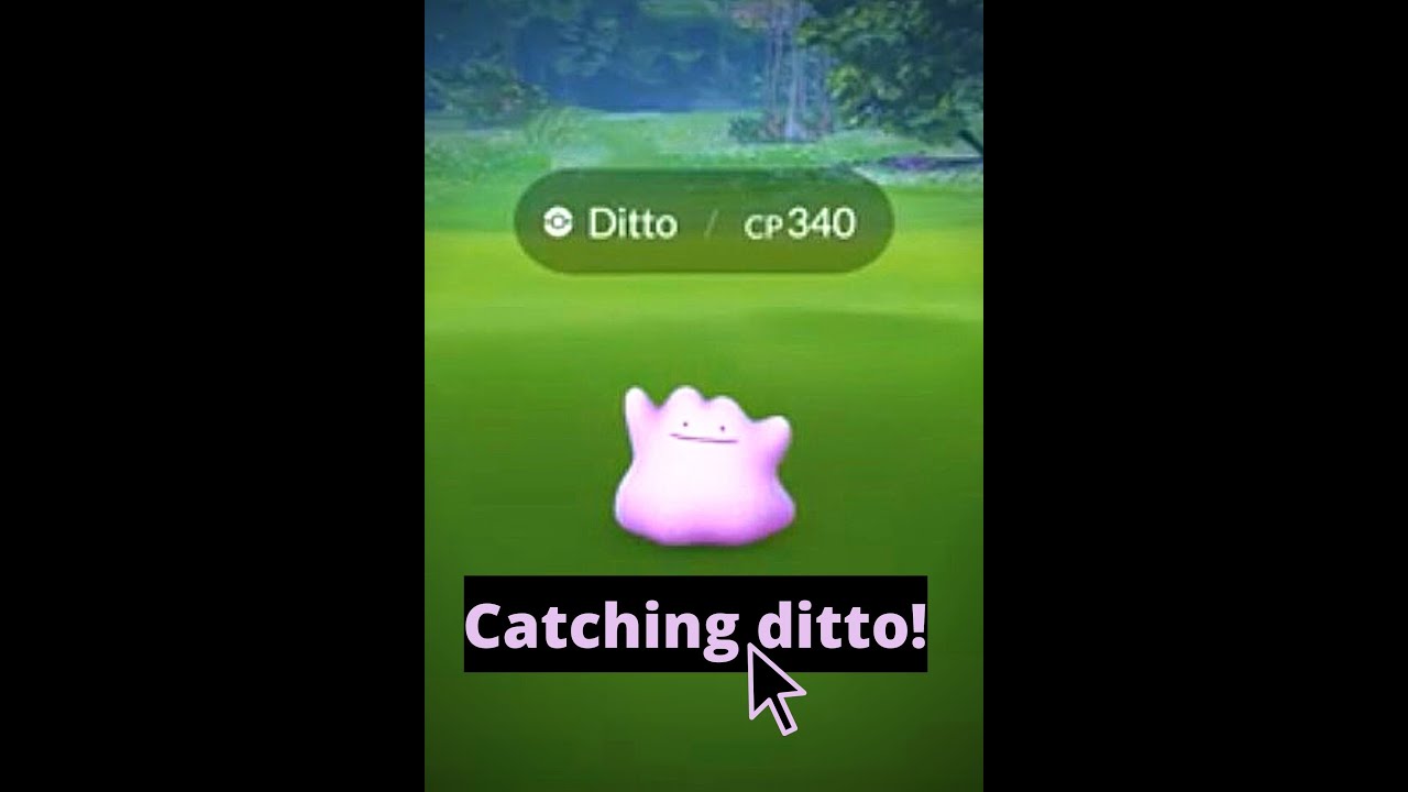 Catching ditto in field research!   