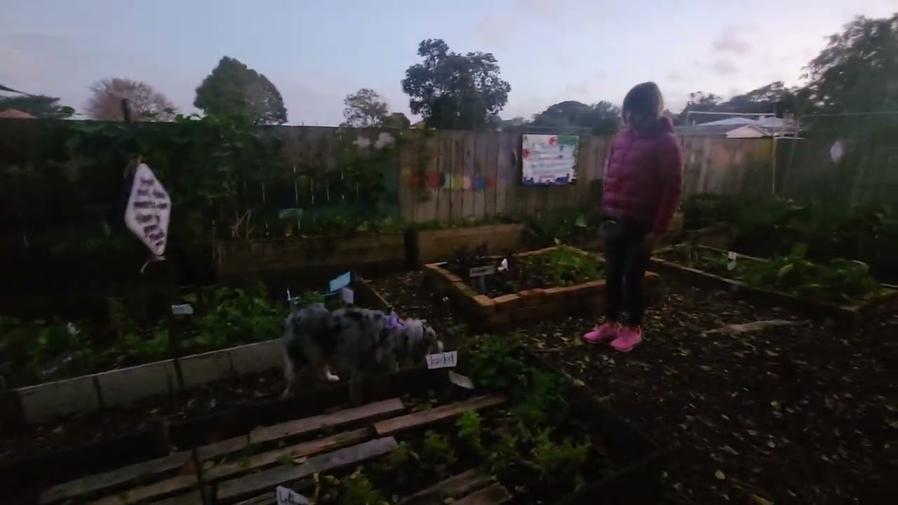 Blind searches, off lead, clove