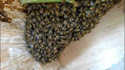 Emerging swarm & log hive, 4