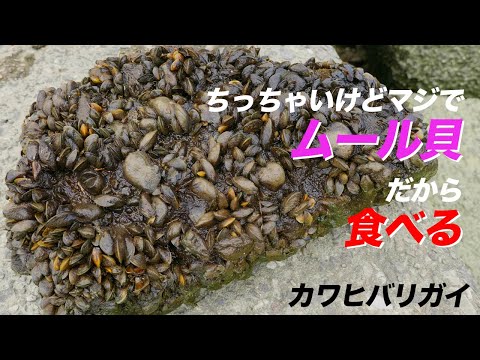 【異常増殖】荒川の無限ムール貝（!?）を食べる