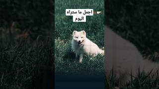 اجمل ما ستراه اليوم ||الثعلب القطبى |هذا الحيوان يستطيع أن يعيش داخل الفريزر هل_تعلم حيوانات_