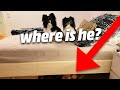 If My Dogs Find Me, The Video Ends!