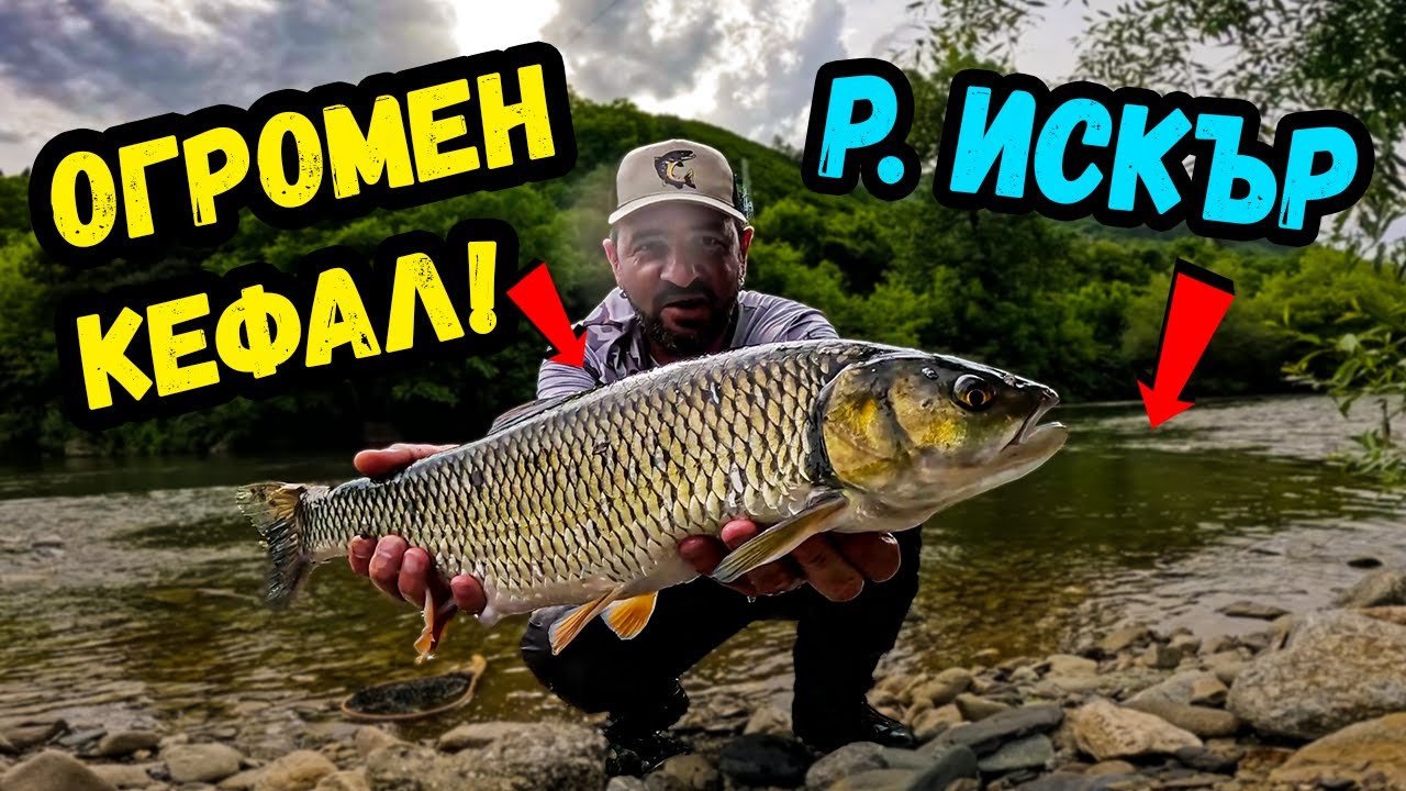 ТРОФЕЕН  КЕФАЛ на р. ИСКЪР до София! РЕКОРДЕН брой риби от ЕДНО място!