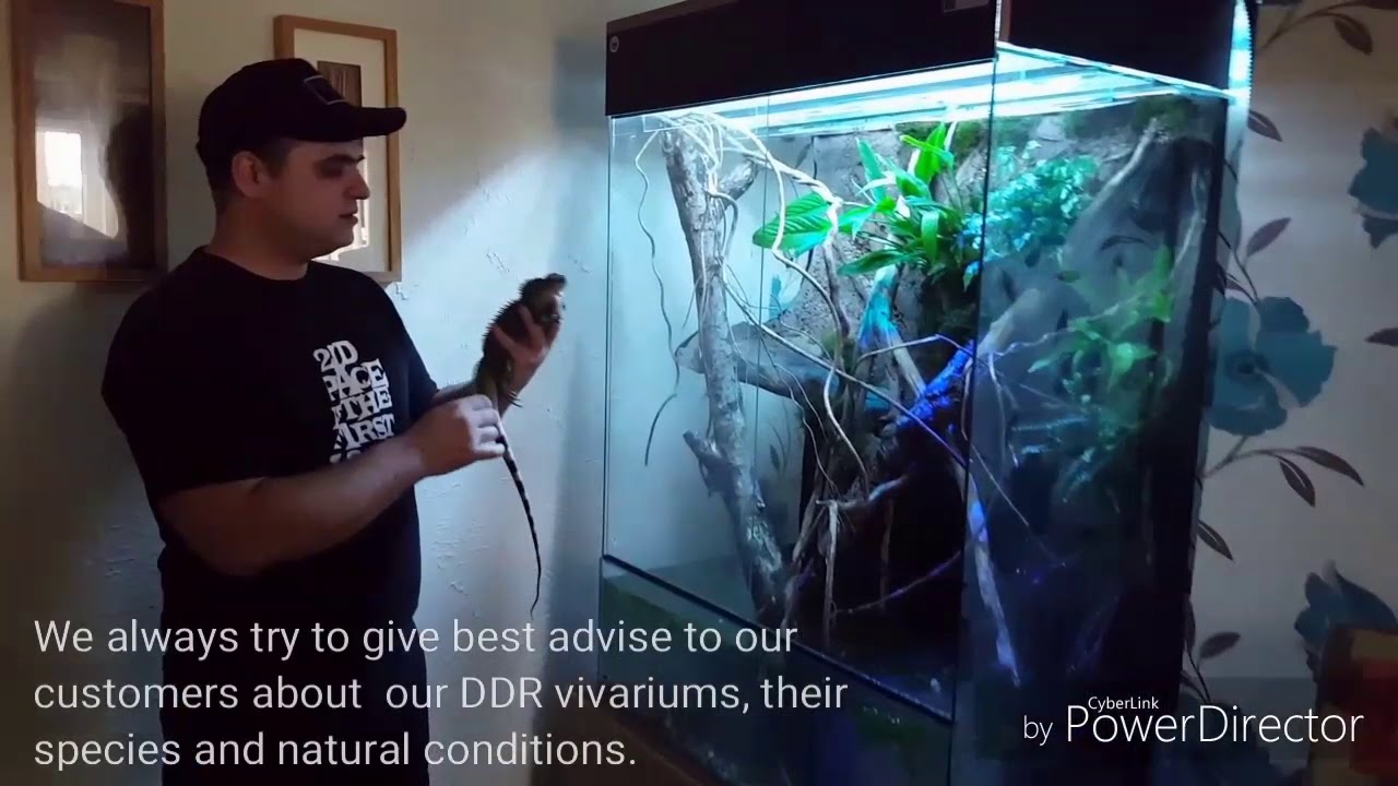 Chinese water dragon natural vivarium terarium terrarium YouTube