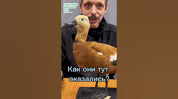 Откуда огари в Москве?