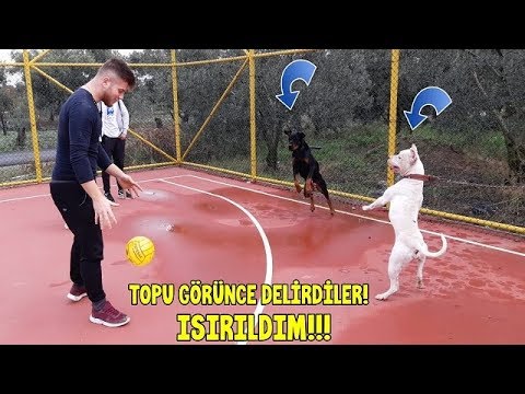 Bu Köpeklerin Ağzından Top'u Alana Helal Olsun - TOP'U GÖRÜNCE DELİRDİLER!!