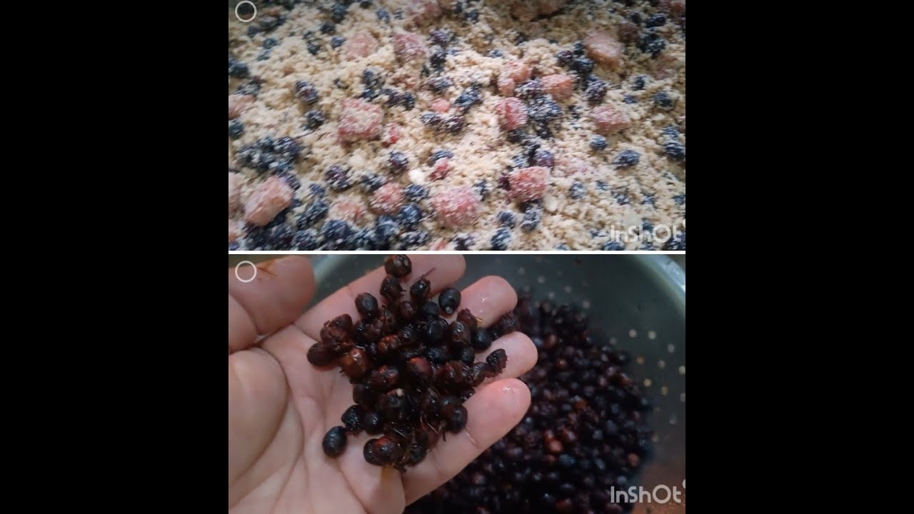 Farofa de formiga tanajura (içá,bitu), muito bom uma delícia.