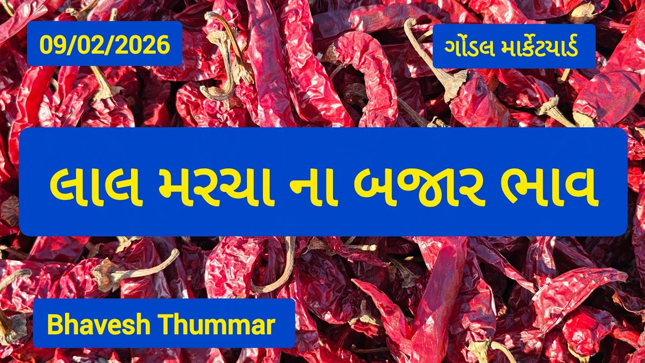 લાલ મરચા ના બજાર ભાવ l 09/02/2026 l ગોંડલ માર્કેટયાર્ડ  l Bhavesh Thummar l Gondal Apmc #trending 