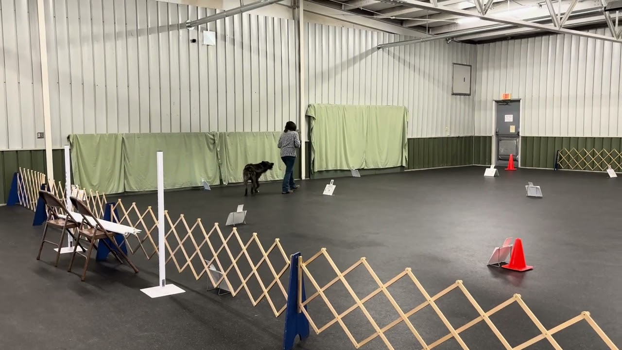 Stella Rally Toledo Kennel Club PM Show 2/28/2026