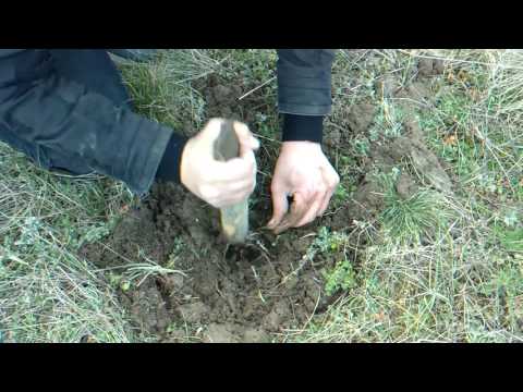 Видео: Засаждане на Arborvitae: Кога да засадите Arborvitae дървета и Arborvitae условия на отглеждане