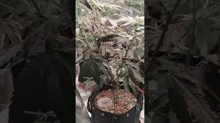 the 3 clones in flower