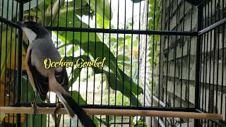 Download Lagu Masteran Cendet Ini Bikin Cendet LAWAN Pada KOAR KOAR EMOSI Ngajak Narung l Cobalah!! MP3