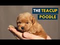 The Teacup Poodle: Everything About This Teacup-sized Companion Dog!