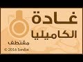 غادة الكاميليا مقتطف