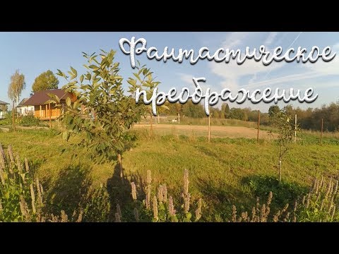 Вопрос: Не растет вишня. Что делать?