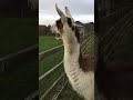 What Noise Does a Llama Make? - The Llama Experience