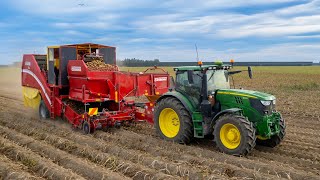 Harvesting Potatoes w/ John Deere 6145R & GRIMME SE 260