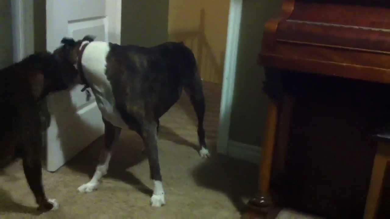 Dog Attacks Owner, While Other Dog Watches YouTube