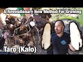 A Revolutionary New Method Of Growing Taro Kalo 