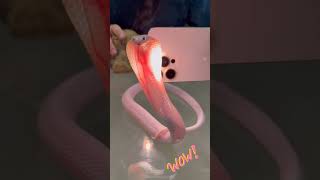 Rare Pink Glass Snake (Albino) 😱 ऐसा सांप शायद पहली बार देखोगे! #shorts #animals #cobra #wildlife